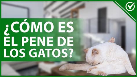 penes de gato|Cómo es el Pene de un Gato Anatomía y Curiosidades